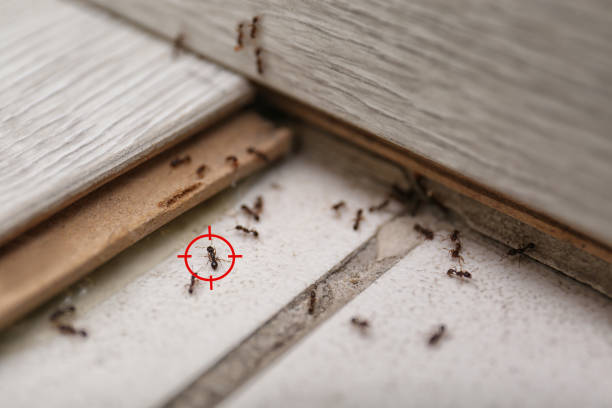 Best Insect Control  in Marseles, IL