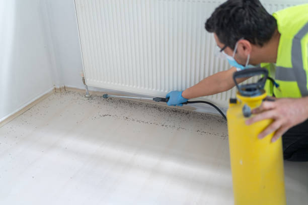Wasp Removal Services in Marseilles, IL